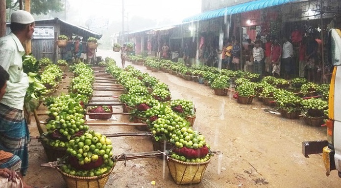 পেয়ারা চাষে ভাগ্যবদল করছেন পাহাড়ের চাষিরা!